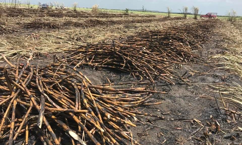 Campo de caña de azúcar cosechada con tallos apilados en el terreno y maquinaria agrícola de fondo.