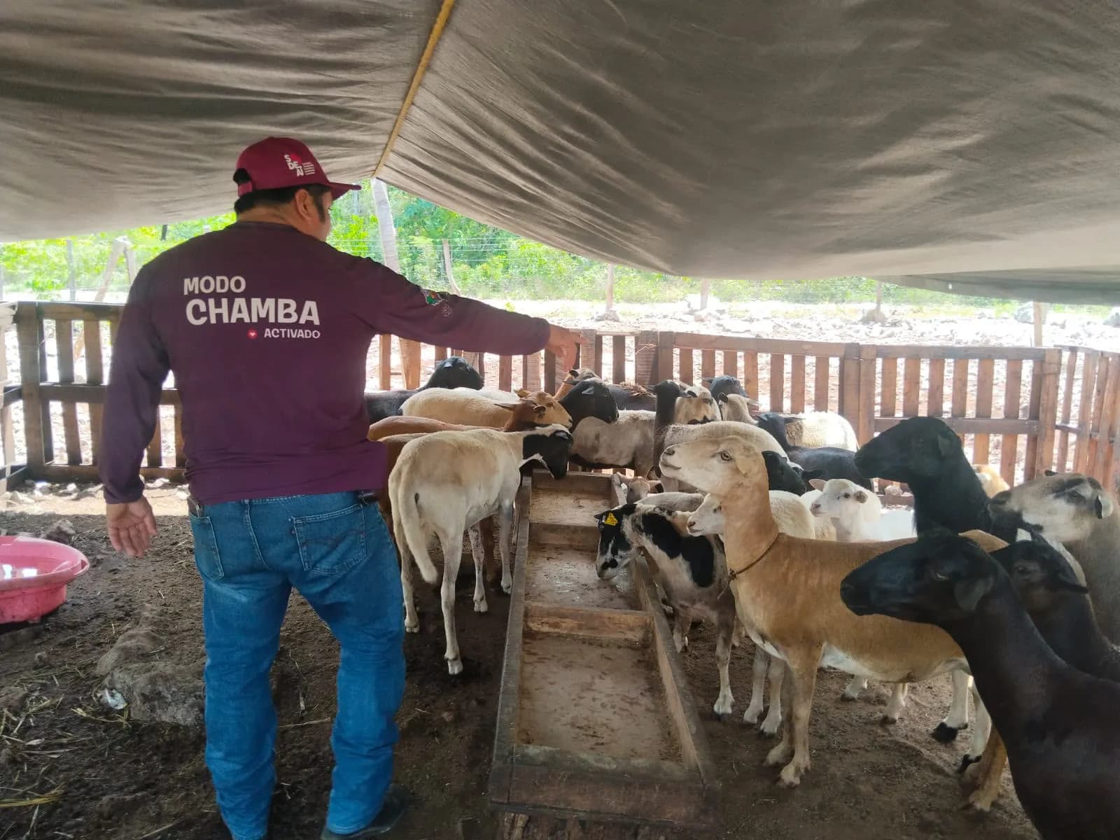 Gobierno de Estefanía Mercado fortalece la actividad pecuaria con atención veterinaria.