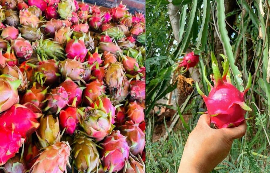 Pitahayas rojas frescas en un mercado y una mano sosteniendo una fruta en una planta de cultivo en Quintana Roo.
